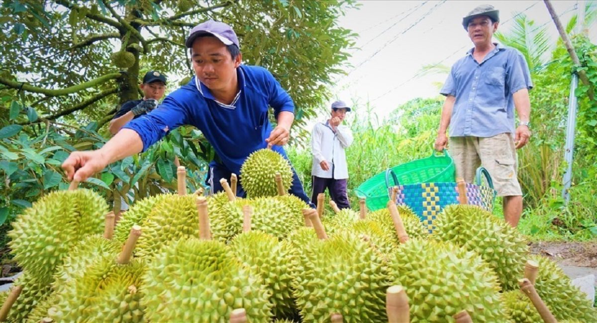 Sầu riêng trở thành loại trái cây có kim ngạch xuất khẩu lớn nhất Việt Nam