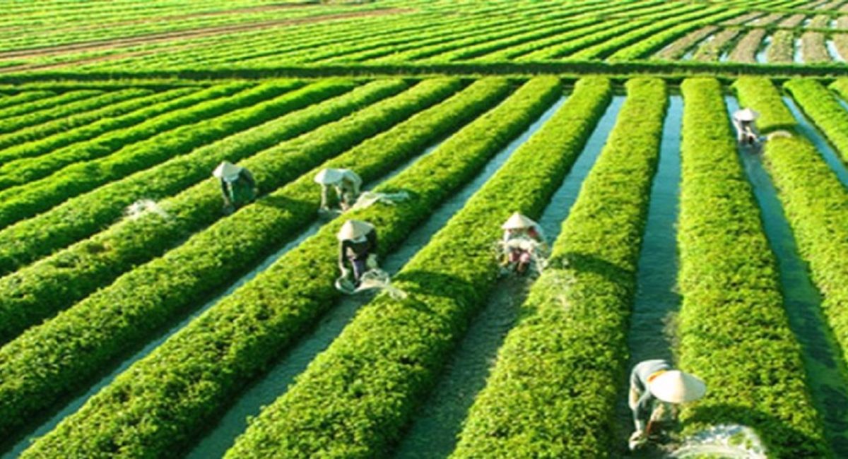 Hội An mở rộng diện tích sản xuất rau sạch, đảm bảo vệ sinh an toàn thực phẩm